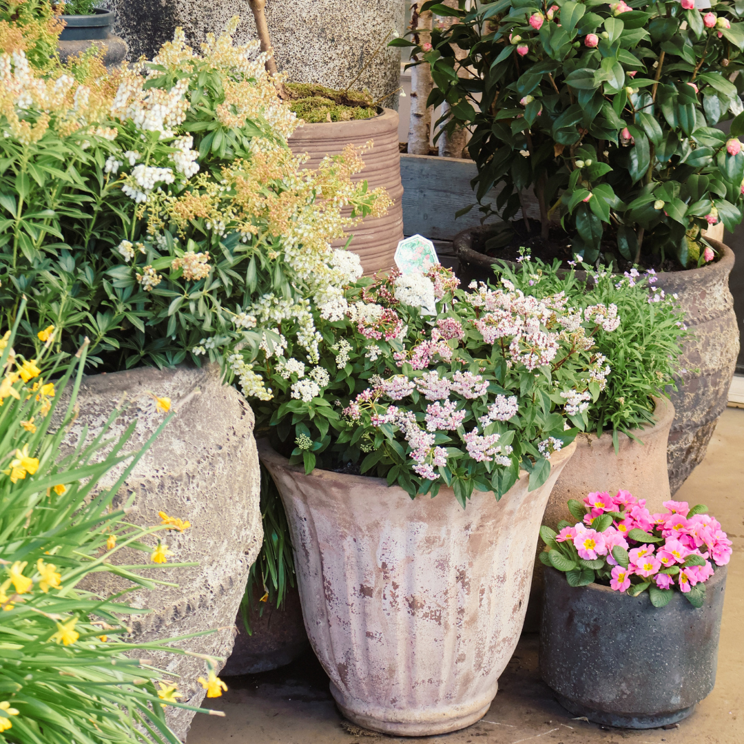 Top 10 Plants That Thrive in April (And Look Amazing)