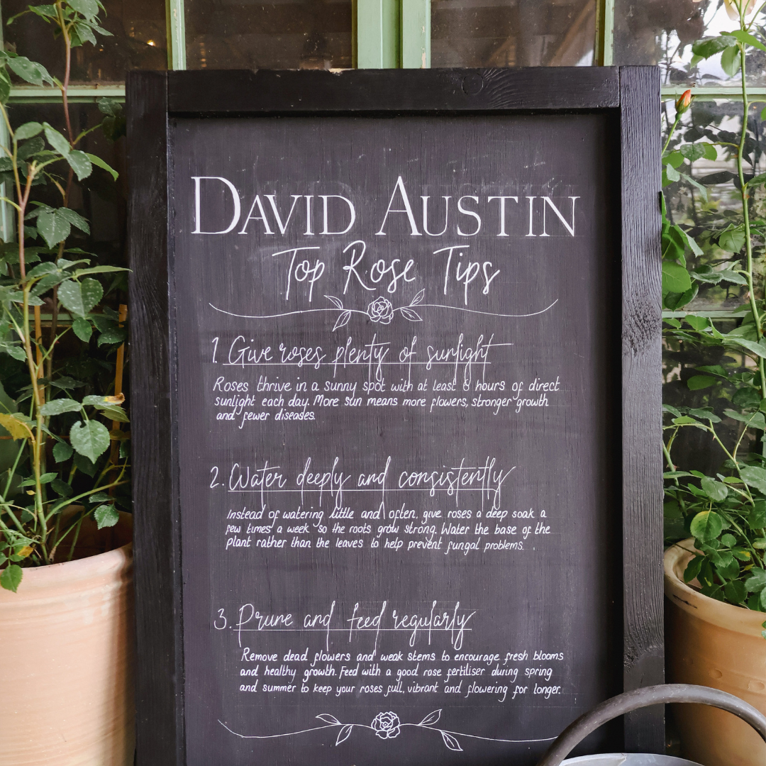 TICKETS HERE: David Austin Rose Talk with Mily