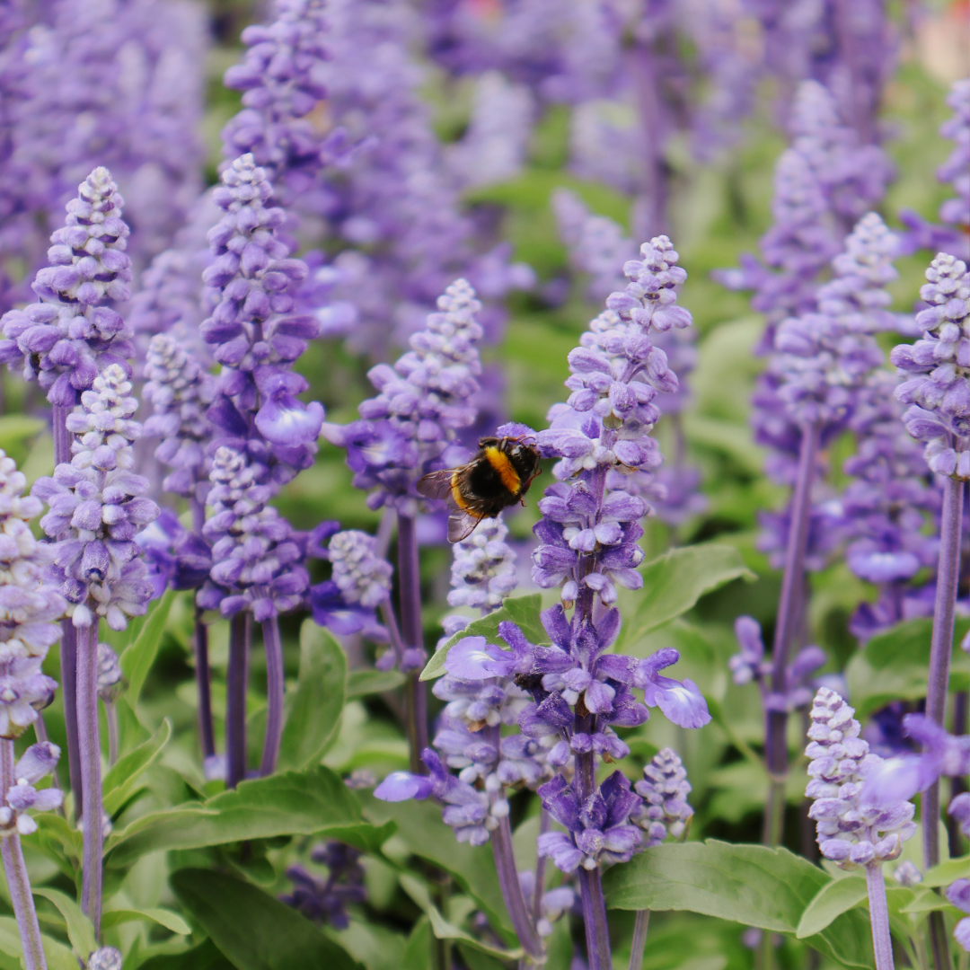 Top 10 Pollinator-Friendly Plants for Your Garden