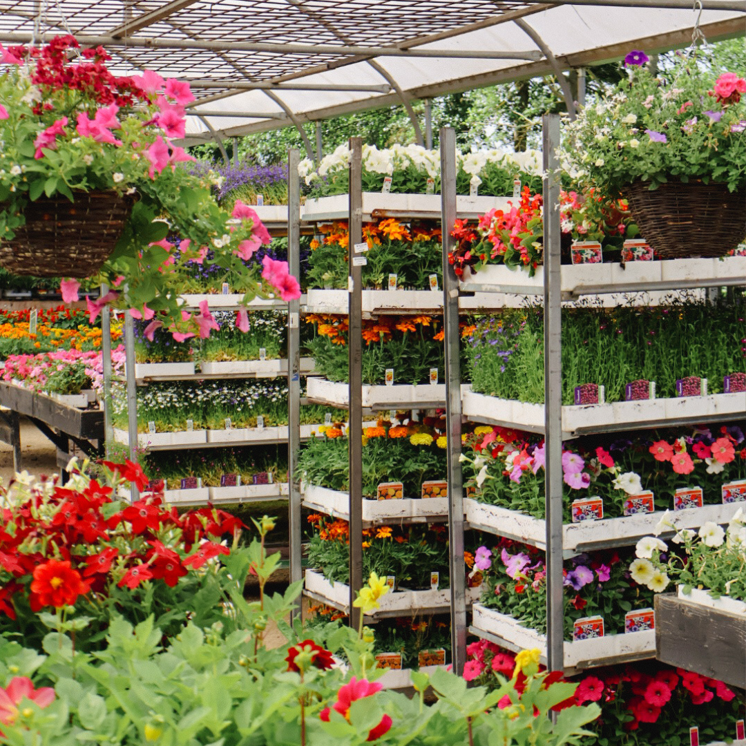 Our Favourite Bedding Plants for June