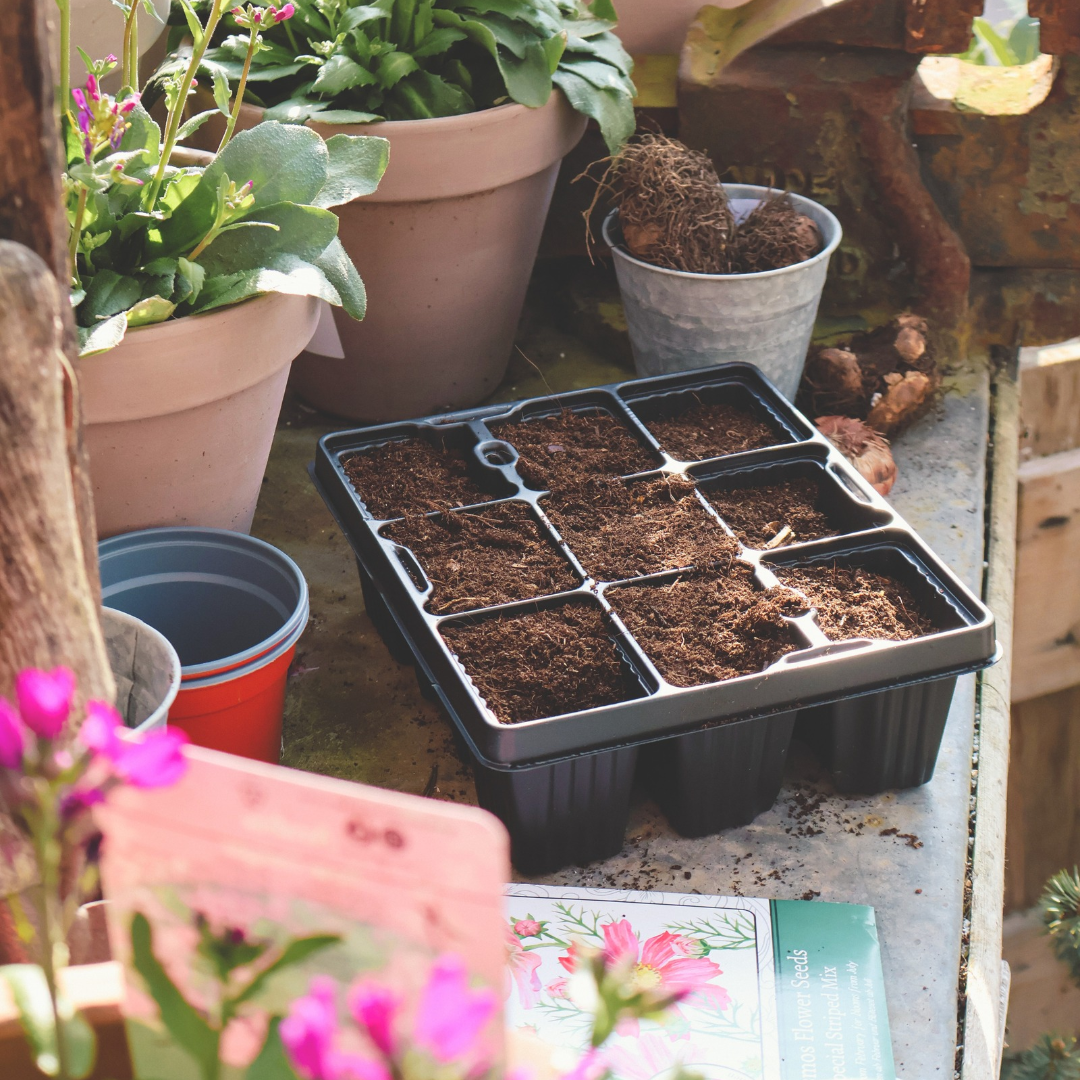 Frost, Rain and Wind: How to Protect Your Garden Through Winter