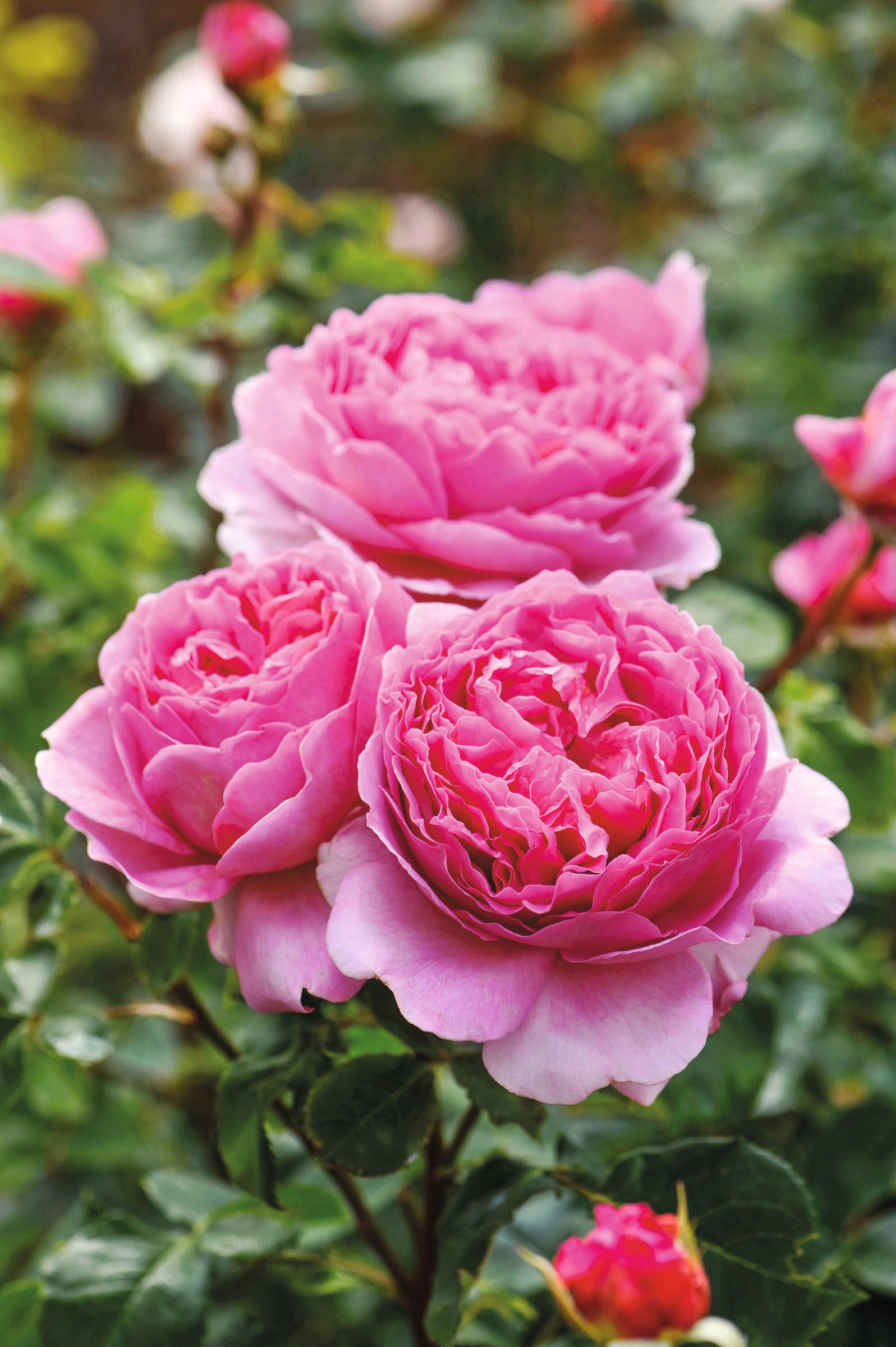 David Austin Rose Talk | Bourne End